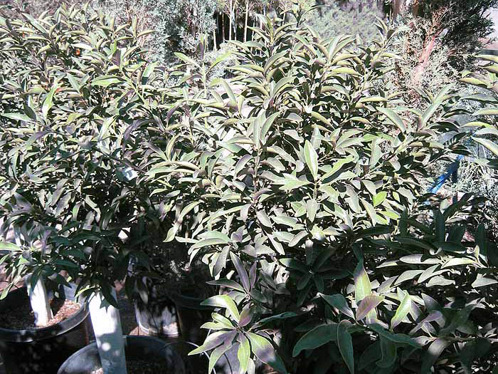 Nagami Kumquat